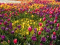 0929-1641 Floriade (1050048)